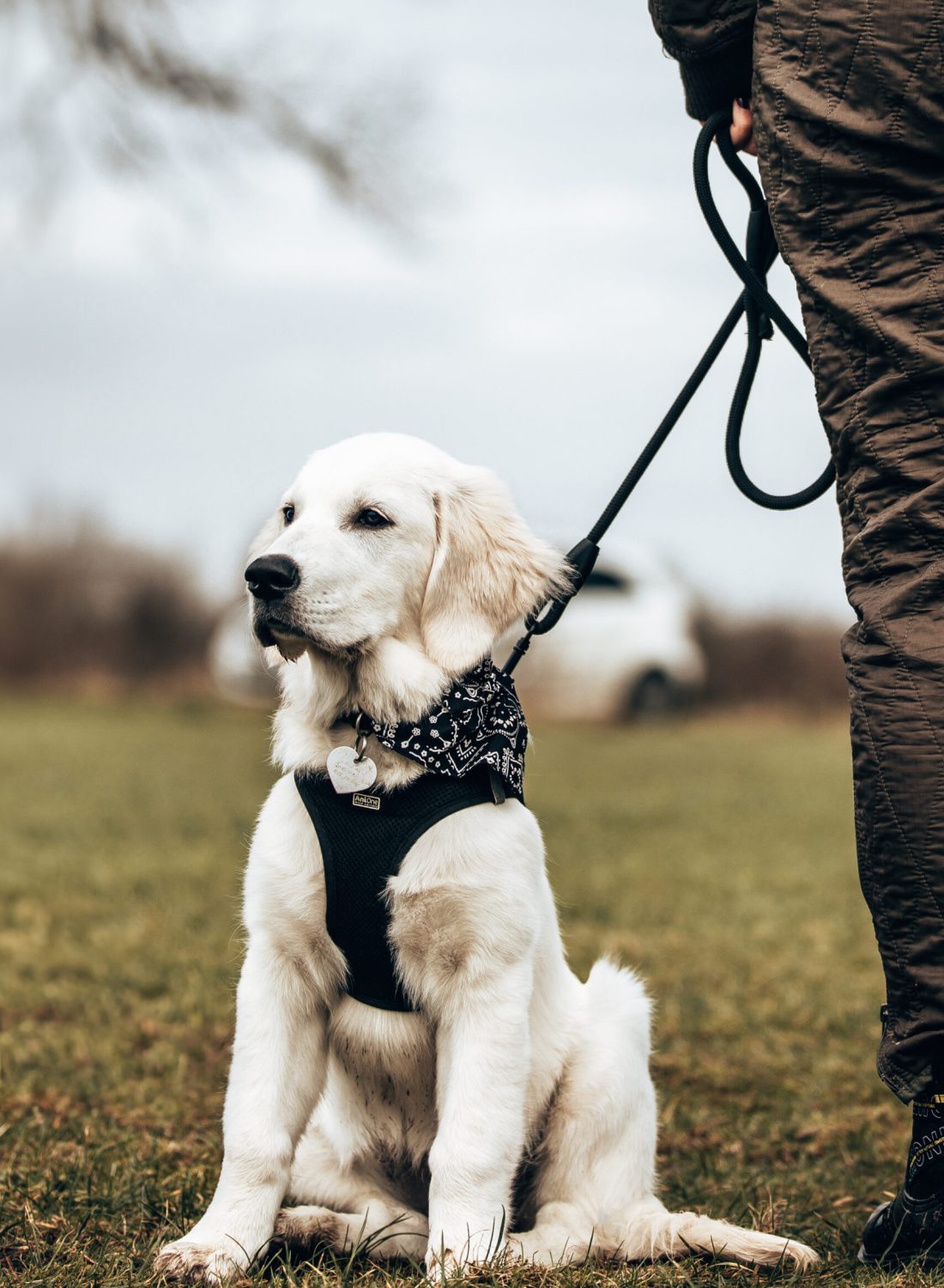 Adventure Dogs