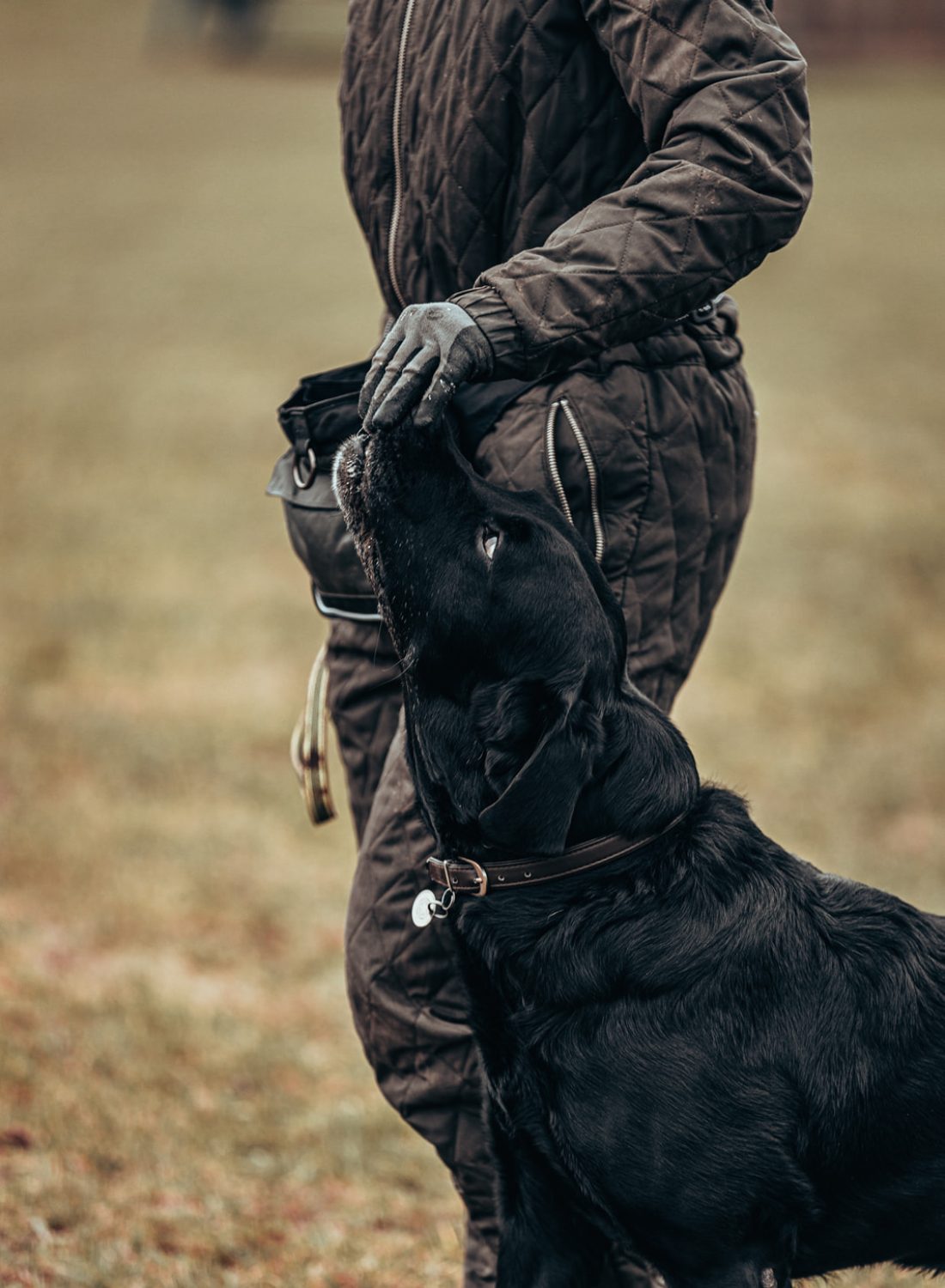 Adventure Dogs