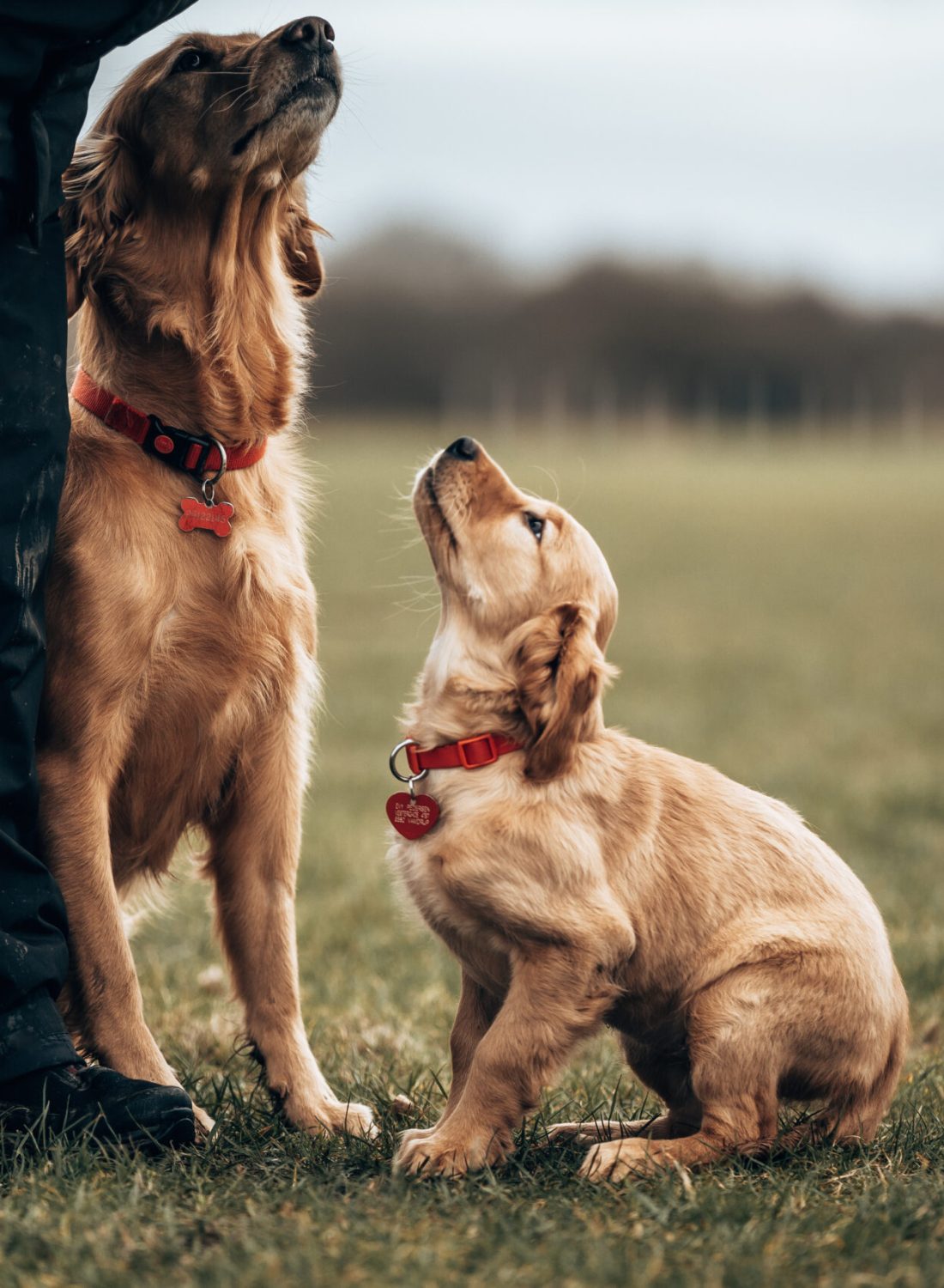 Adventure Dogs