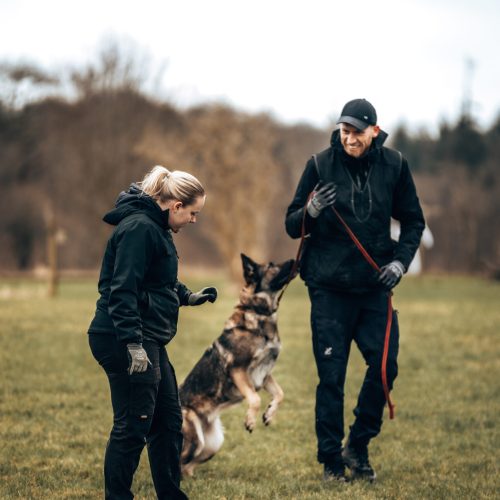 Adventure Dogs